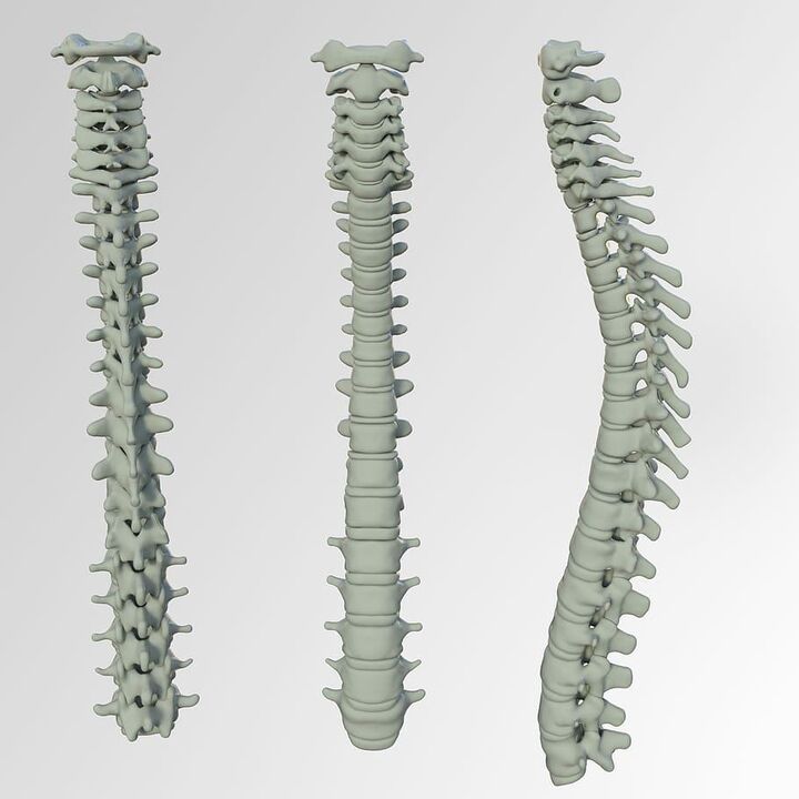 The schema of the spine